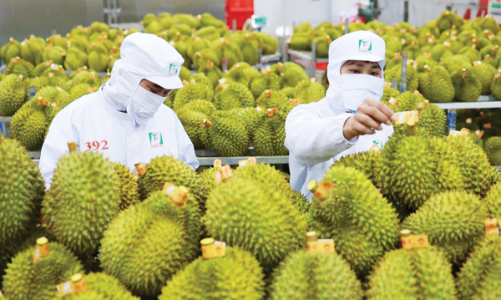 Vietnamese durian exports accelerated, eyeing market of billions