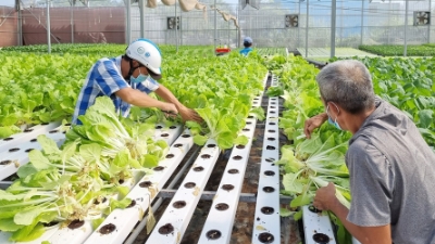 HCM City plans to expand high-tech safe vegetable production