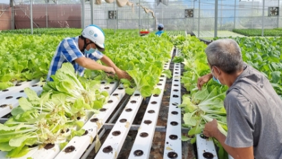 HCM City plans to expand high-tech safe vegetable production