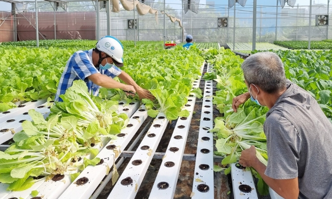 HCM City plans to expand high-tech safe vegetable production