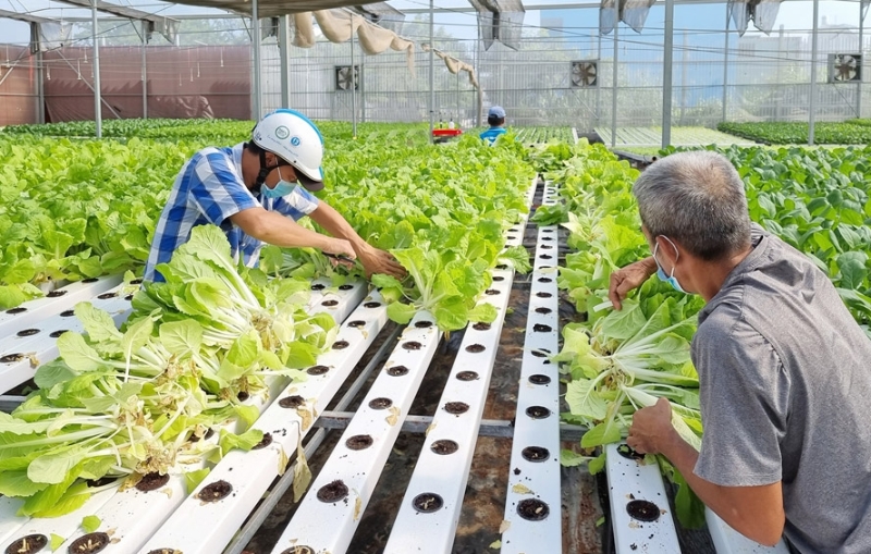 HCM City plans to expand high-tech safe vegetable production
