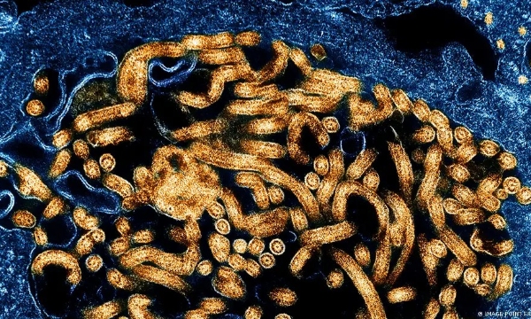 WHO báo động khẩn cấp quốc tế vì Ebola tái bùng phát tại châu Phi