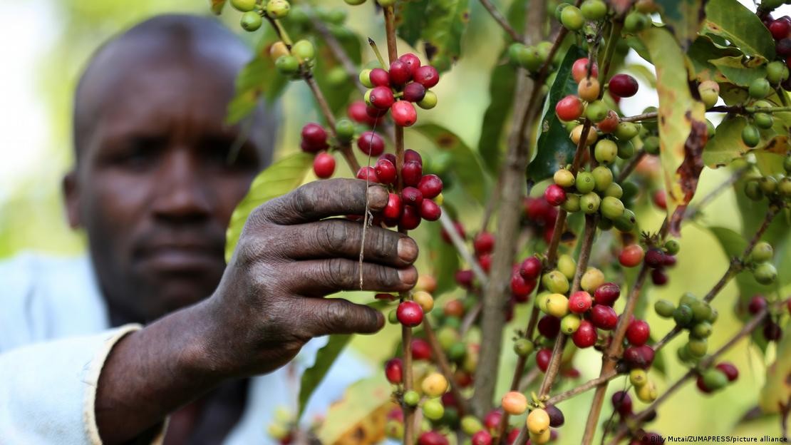 Nông sản Kenya, như hạt cà phê, hiện có thể tiếp cận thị trường Trung Quốc với mức thuế suất 0%. Ảnh: Billy Mutai/ZUMAPRESS/picture alliance