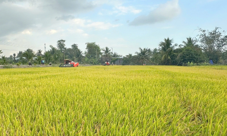 Trồng lúa giảm phát thải.