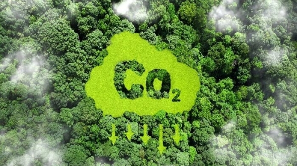 Tín chỉ carbon rừng được bán theo hợp đồng, trên sàn giao dịch carbon từ 15/7