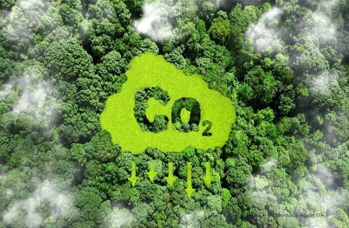Chỉ được trao đổi, chuyển nhượng lượng kết quả giảm phát thải, tín chỉ carbon rừng sau khi được Bộ Nông nghiệp và Môi trường xác nhận