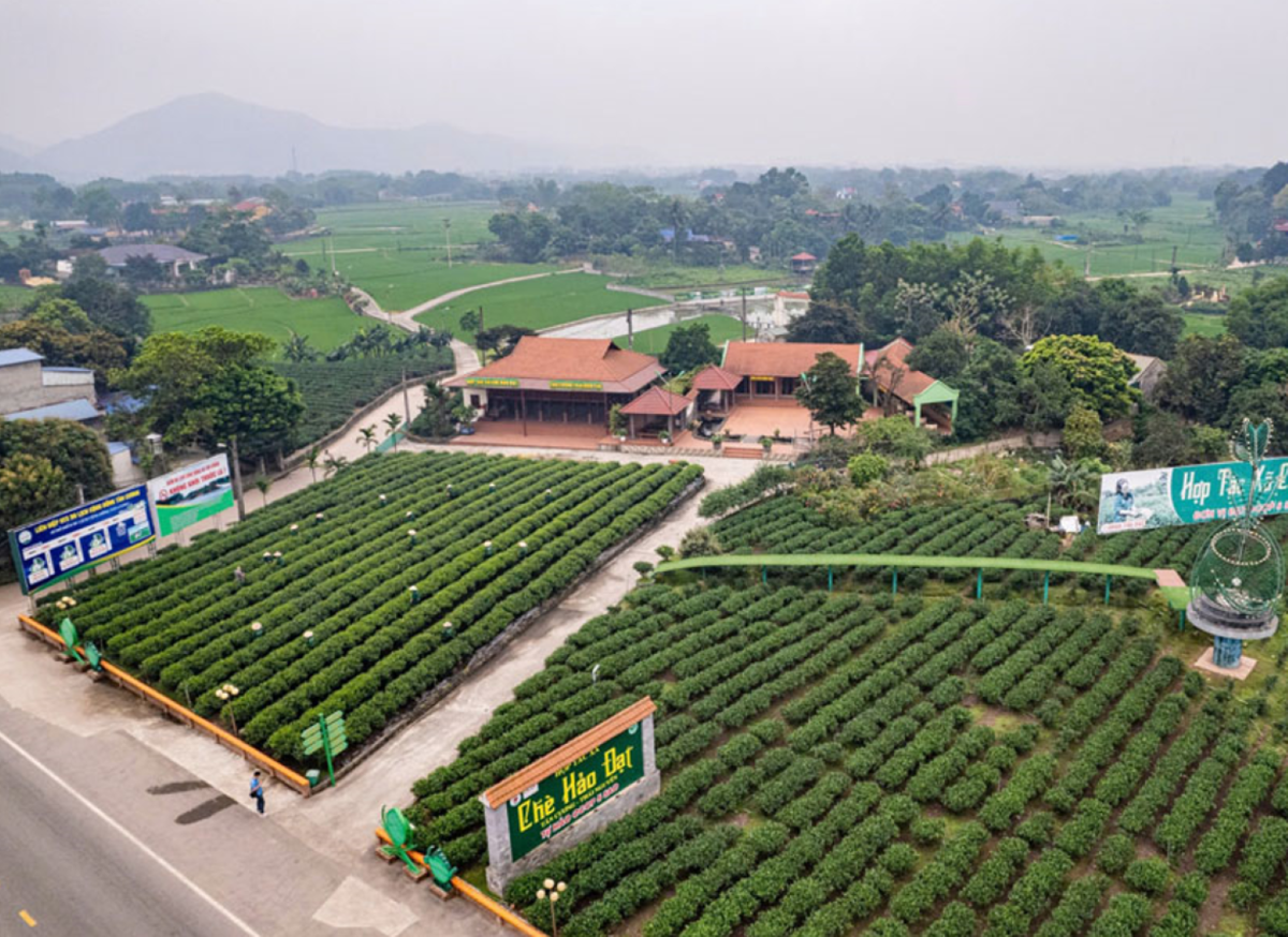 Hợp tác xã chè Hảo Đạt - Thái Nguyên nhìn từ trên cao.