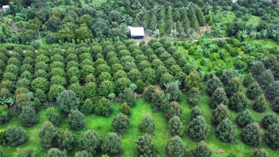 Vietnam accelerates digital traceability system for agricultural exports