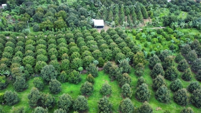 Vietnam accelerates digital traceability system for agricultural exports