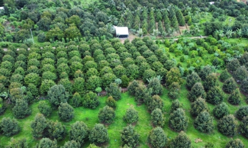 Vietnam accelerates digital traceability system for agricultural exports
