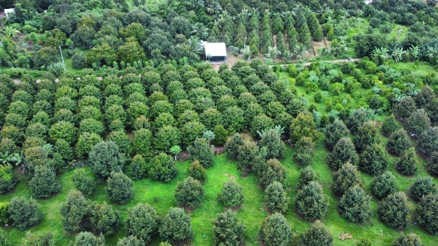 Vietnam accelerates digital traceability system for agricultural exports