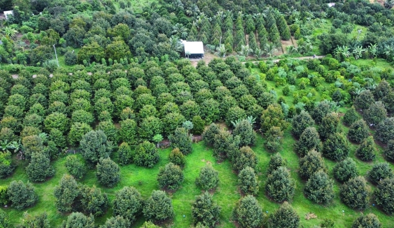 Vietnam accelerates digital traceability system for agricultural exports