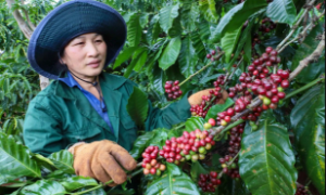 Giá cà phê phục hồi, xuất khẩu kỳ vọng lấy lại đà tăng trưởng