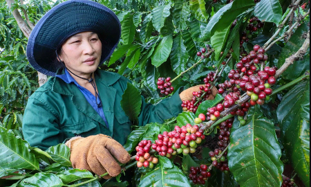Giá cà phê đang hồi phục sau thời gian suy giảm. Ảnh minh họa.