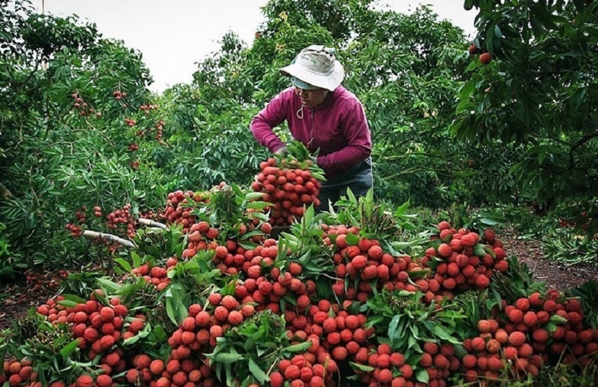 Triển khai đồng bộ nhiều giải pháp nhằm tạo thuận lợi cho hoạt động thu mua, lưu thông và xuất khẩu quả vải trong thời điểm chính vụ. Ảnh minh họa.