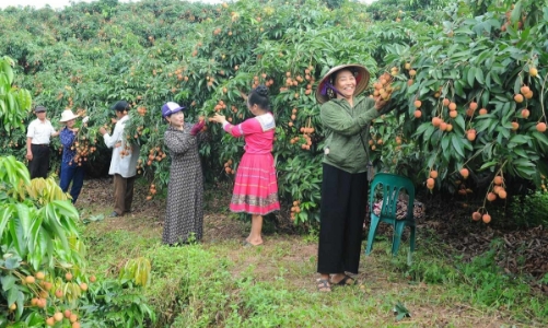Triển khai đồng bộ giải pháp thúc đẩy tiêu thụ vải thiều niên vụ 2026