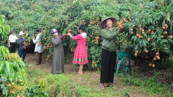 Triển khai đồng bộ giải pháp thúc đẩy tiêu thụ vải thiều niên vụ 2026