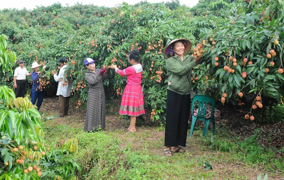 Ảnh minh họa.