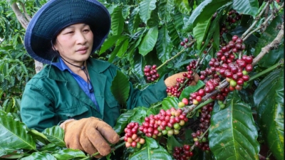 Vietnam’s coffee exports rise in volume but fall in value 