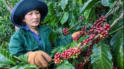 Vietnam’s coffee exports rise in volume but fall in value 