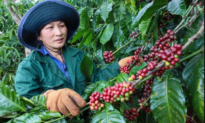Vietnam’s coffee exports rise in volume but fall in value 