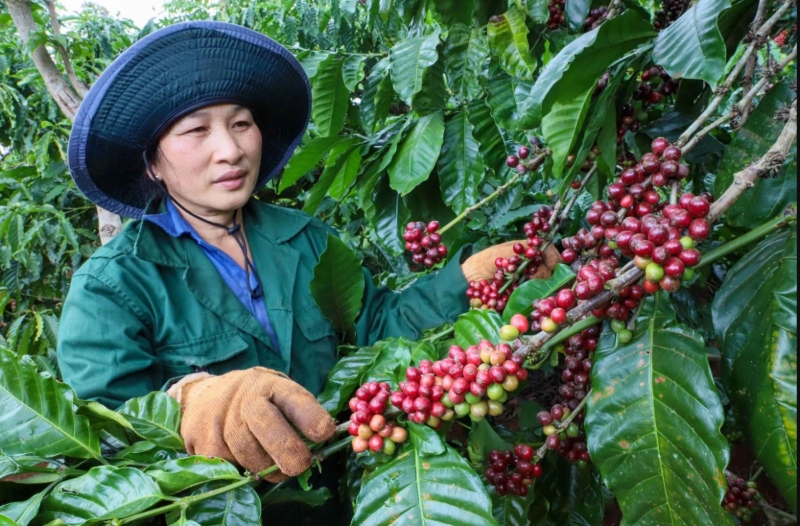 Vietnam’s coffee exports rise in volume but fall in value 