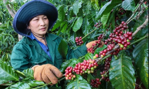 Vietnam’s coffee exports rise in volume but fall in value