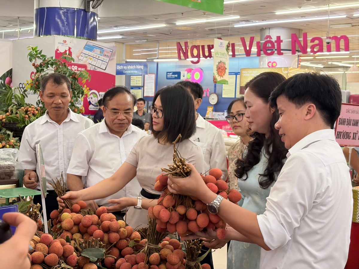 300 tấn vải đặc sản Thanh Hà - Hải Phòng được vận chuyển đến hơn 800 điểm bán của Saigon Co.op trên khắp cả nước.&nbsp;