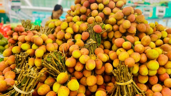 Vải thiều sắp “phủ đỏ” hệ thống bán lẻ hiện đại