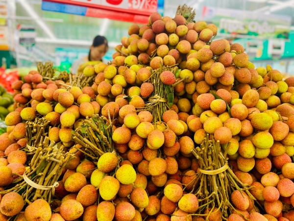 Năm nay, sản lượng vải thiều sụt giảm đáng kể song chất lượng lại được nâng cao rõ rệt.