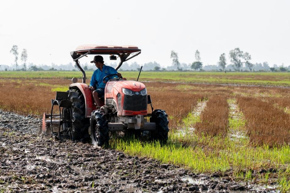 Tại nhiều vùng trồng lúa, nông dân thường để lại phần thân cây lúa trên đồng rồi cày vùi xuống đất nhằm cải thiện độ màu mỡ của ruộng. Ảnh: Thu Quỳnh