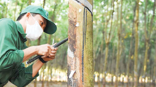 Chiến lược thích ứng với biến động giá cao su