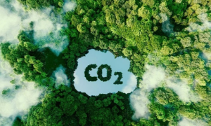 Tín chỉ carbon rừng không còn “một giá” và xu hướng dịch chuyển cấu trúc mới