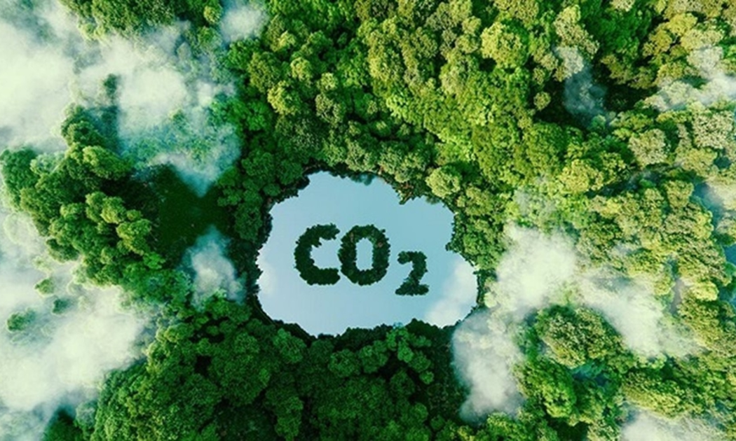 Việt Nam có tiềm năng phát triển các dự án tín chỉ carbon từ rừng. Ảnh minh họa