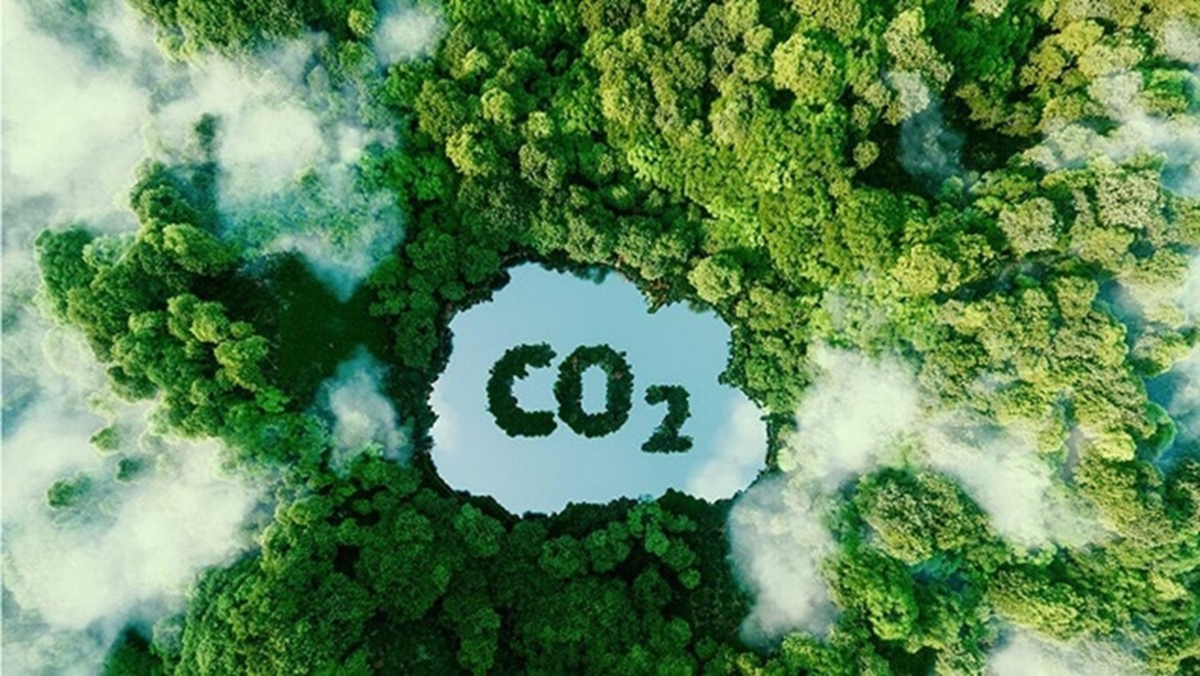 Việt Nam có tiềm năng phát triển các dự án tín chỉ carbon từ rừng. Ảnh minh họa