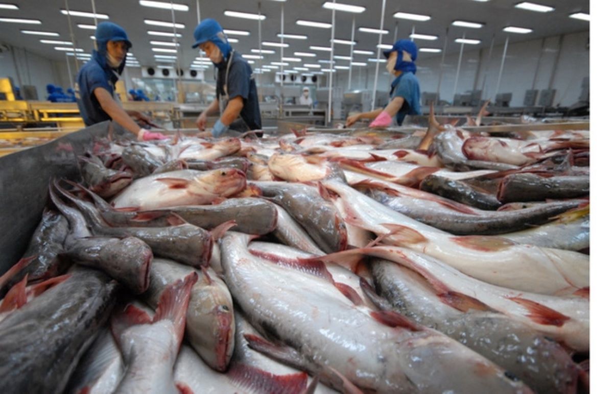 Cá tra là sản phẩm thuỷ sản chủ lực của đồng bằng sông Cửu Long.