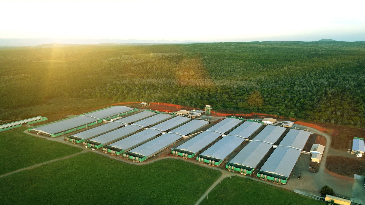 Trang trại chăn nuôi heo của Greenfeed. Ảnh:&nbsp;Greenfeed.