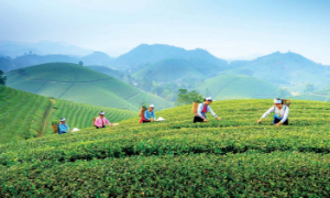 Xứ trà Thái Nguyên trên con đường phát triển du lịch xanh