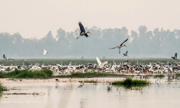 Việt Nam và WWF Hoa Kỳ tăng cường hợp tác bảo tồn thiên nhiên, ứng phó biến đổi khí hậu