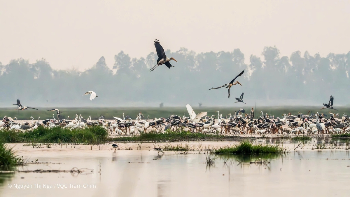 Ảnh minh hoạ. Ảnh: WWF-Việt Nam