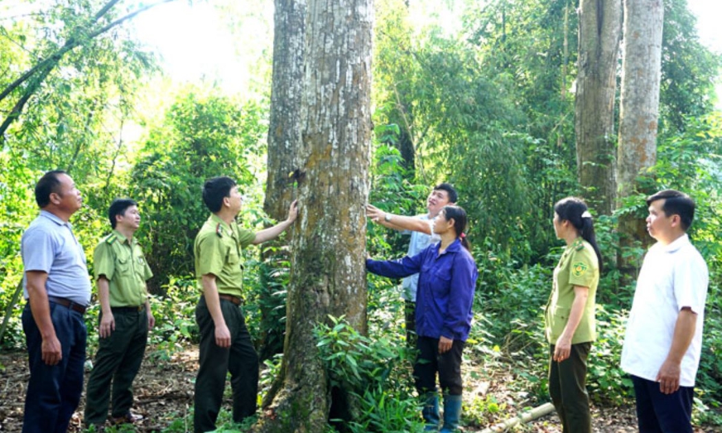 Rừng là nơi hấp thụ và lưu trữ carbon