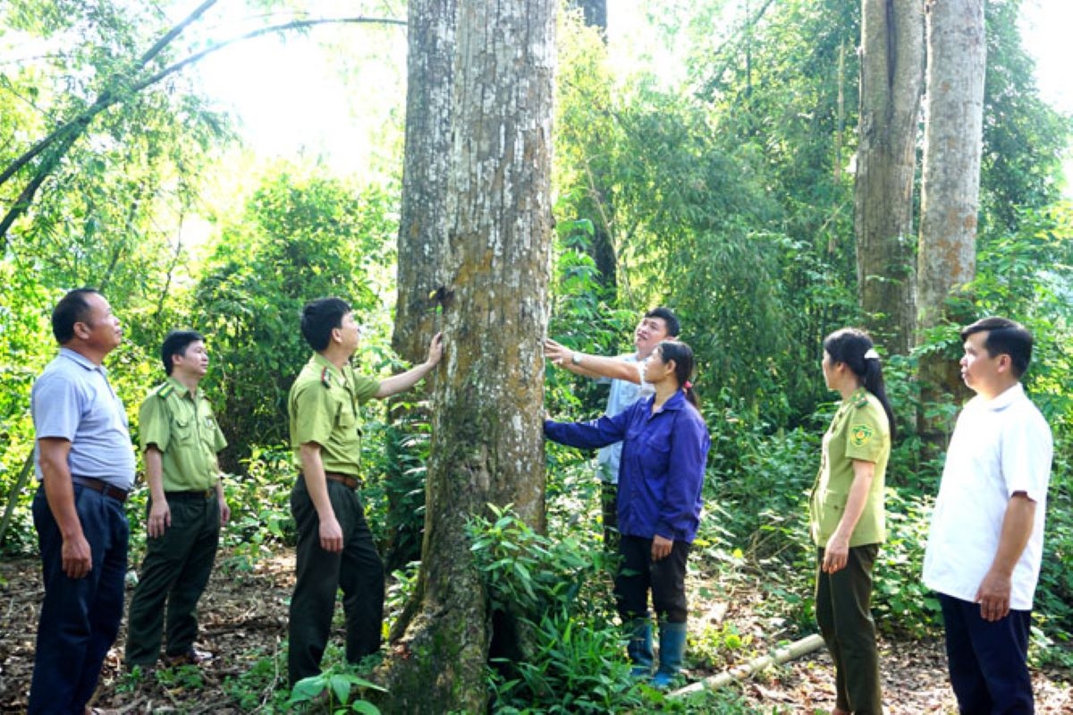 Rừng là nơi hấp thụ và lưu trữ carbon