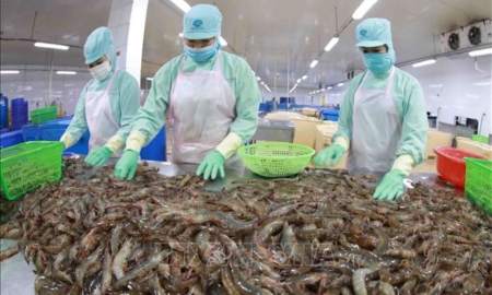 Xuất khẩu tôm và cá tra tăng trưởng hai con số nhưng áp lực ngày càng lớn