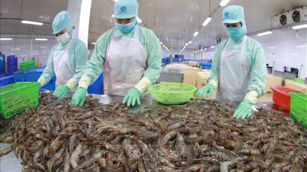 Shrimp and pangasius exports see double-digit growth amid mounting pressure