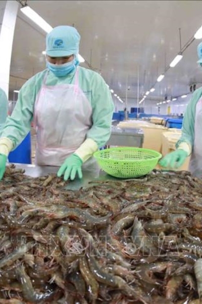 Shrimp and pangasius exports see double-digit growth amid mounting pressure