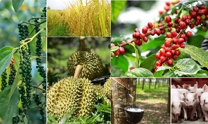 Giá nông sản tháng 5/2026: Biến động mạnh, vật tư đầu vào tăng