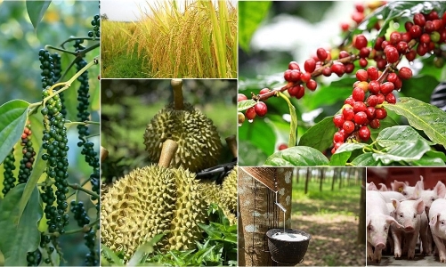 Giá nông sản tháng 5/2026: Biến động mạnh, vật tư đầu vào tăng