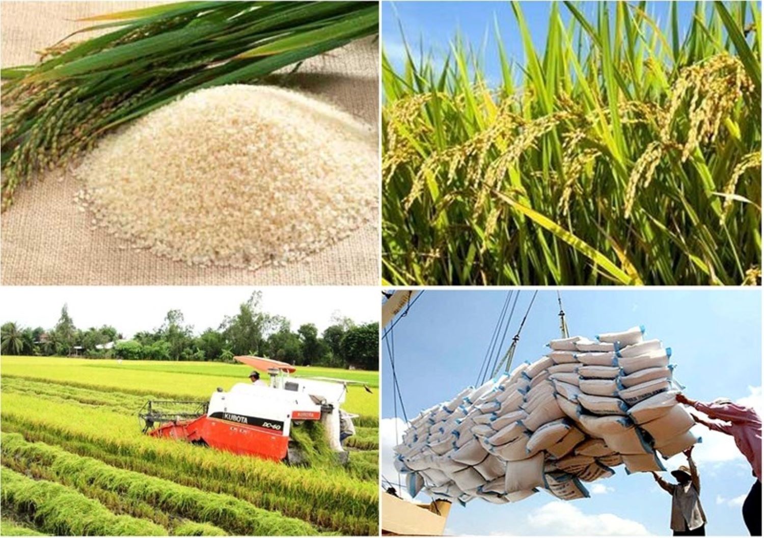Trong 5 tháng đầu năm 2026, Việt Nam đã xuất khẩu khoảng 4,5 triệu tấn gạo. Ảnh minh họa.