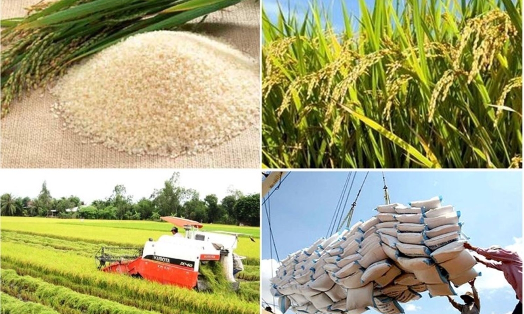 El Nino và cạnh tranh thị trường tác động mạnh đến giá gạo xuất khẩu