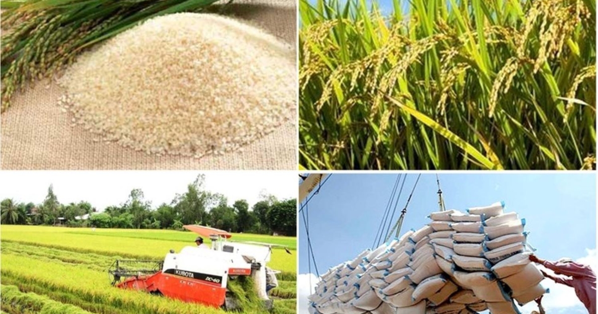 El Nino và cạnh tranh thị trường tác động mạnh đến giá gạo xuất khẩu